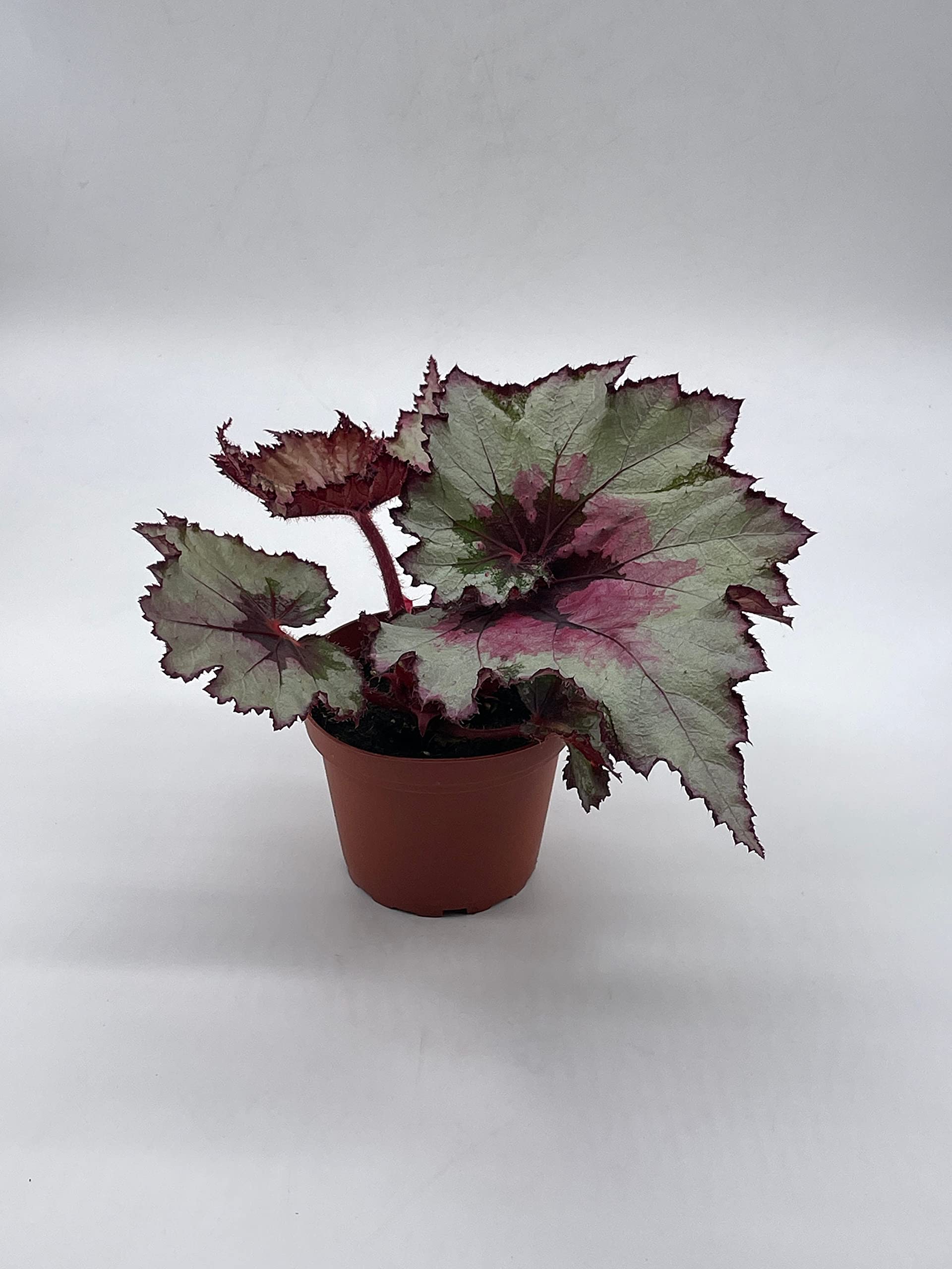 Harmony's Ghost Whisperer, Begonia Rex, 4 inch Painted-Leaf Winter