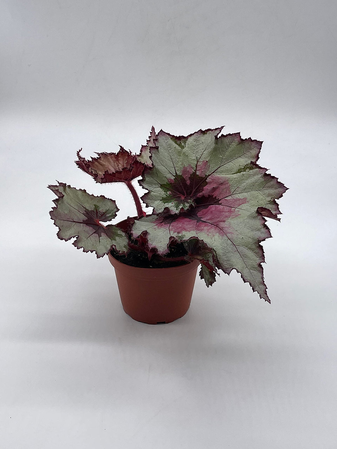 Harmony's Ghost Whisperer, Begonia Rex, 4 inch Painted-Leaf Winter Begonia, Variegated