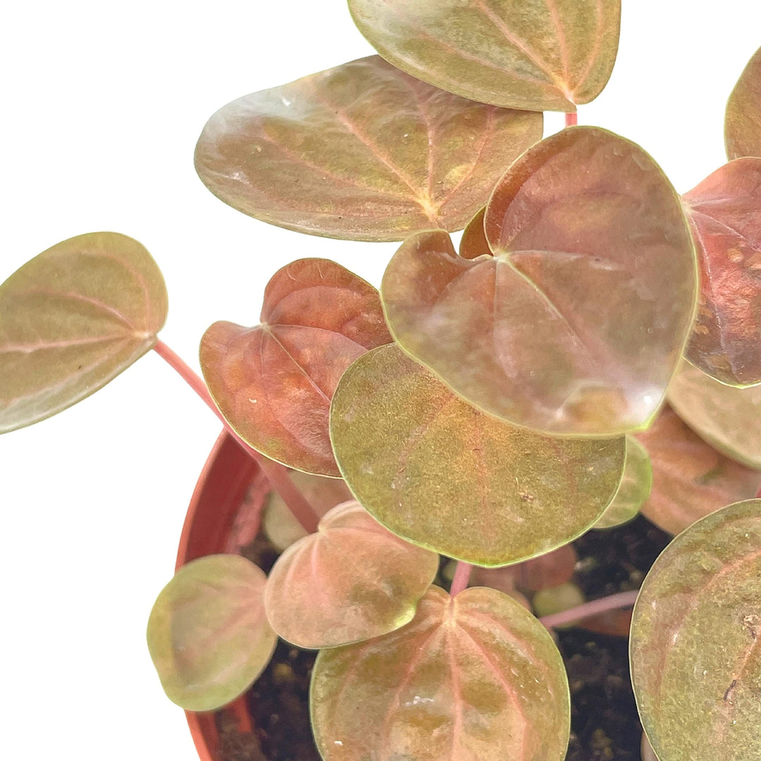 Harmony's Great Pumpkin, 4 inch Rare Orange Peperomia