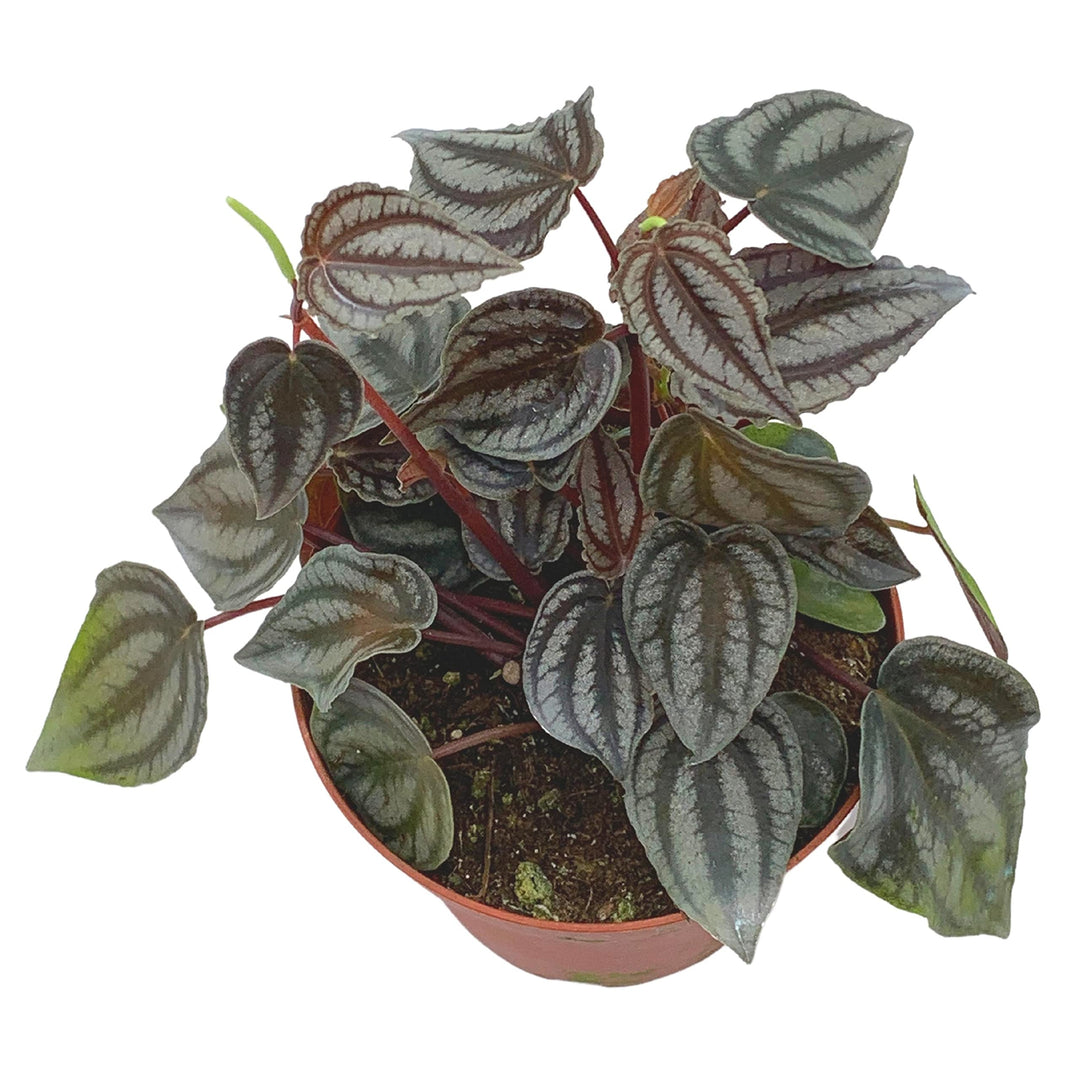 Peperomia Turboensis, 4 inch, Rare Dark Pep, Unique Homegrown Exclusive