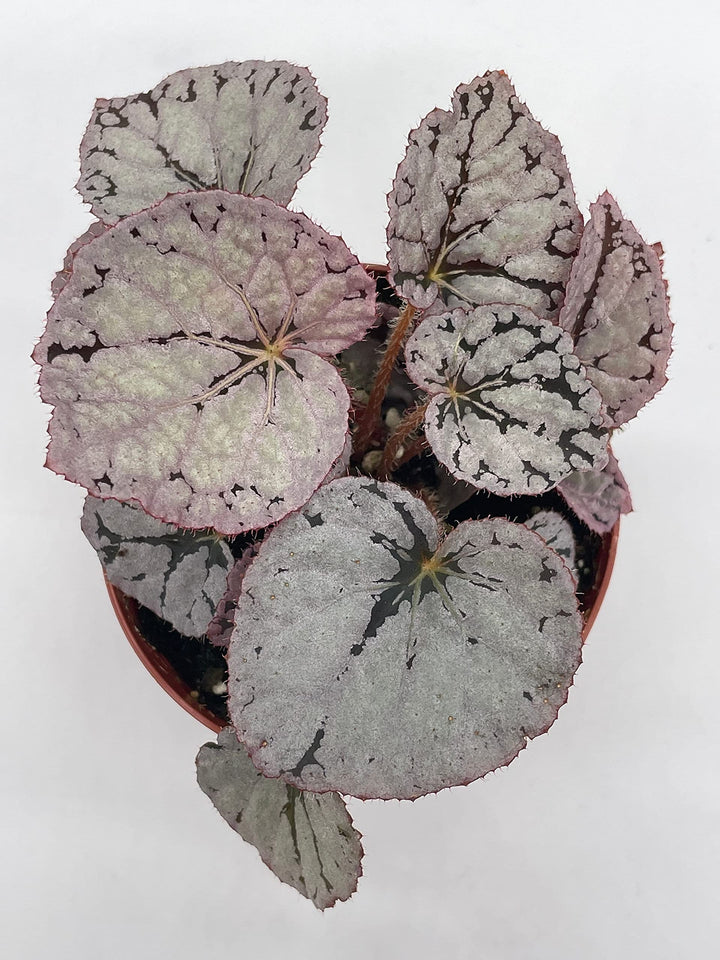 Silver Dollar Begonia Rex, 4 inch Painted-Leaf Begonia, Variegated