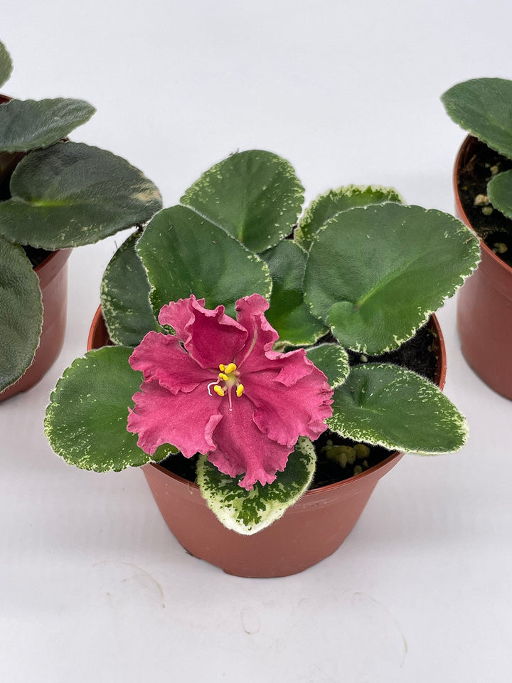 Harmony's African Violet Assortment Set, 4 inch pots 3 Different African Violets Gesneriad Plants, Saintpaulia Variety Assorted, Unique Homegrown Exclusive