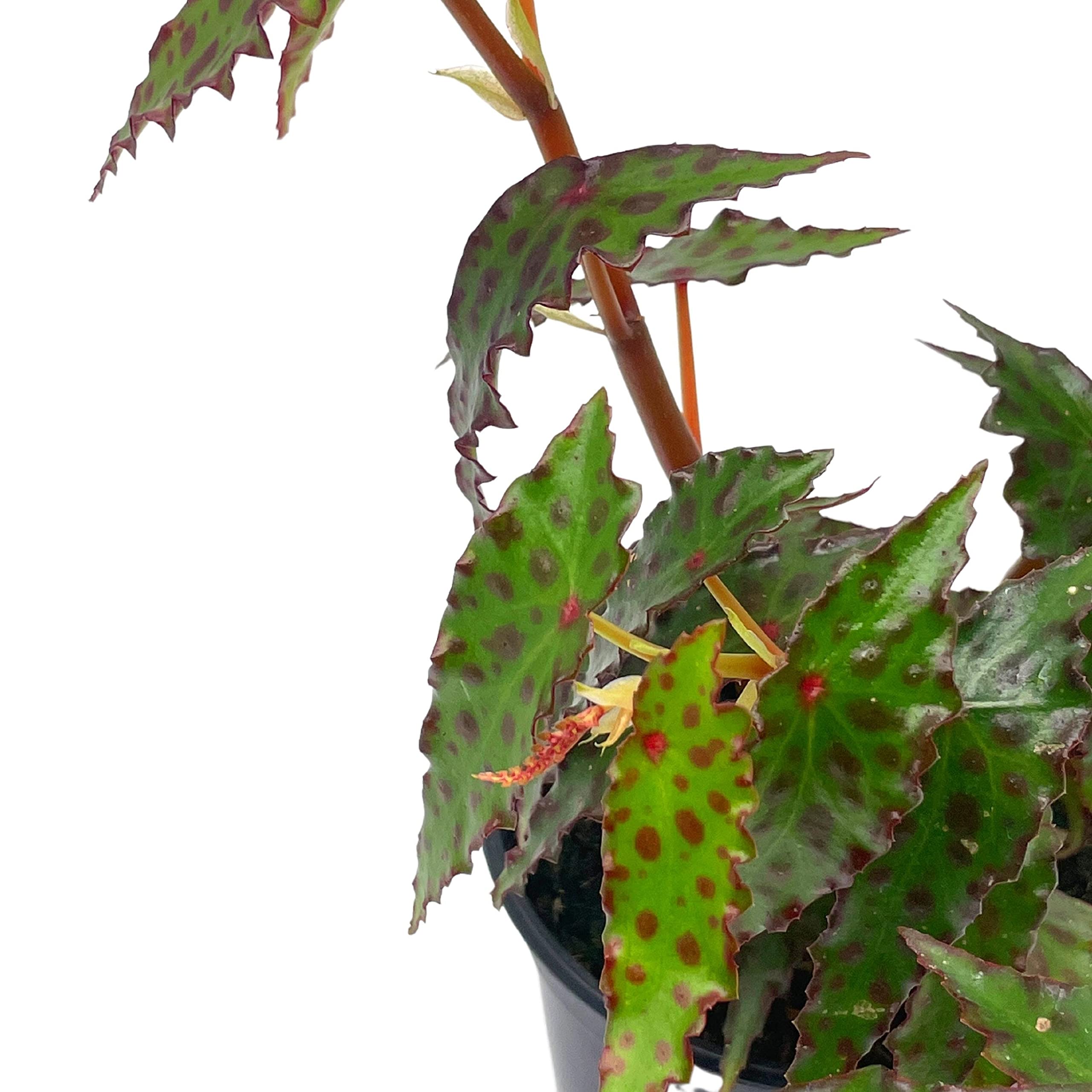 Harmony Foliage Begonia Amphioxus - Thumbnail 4