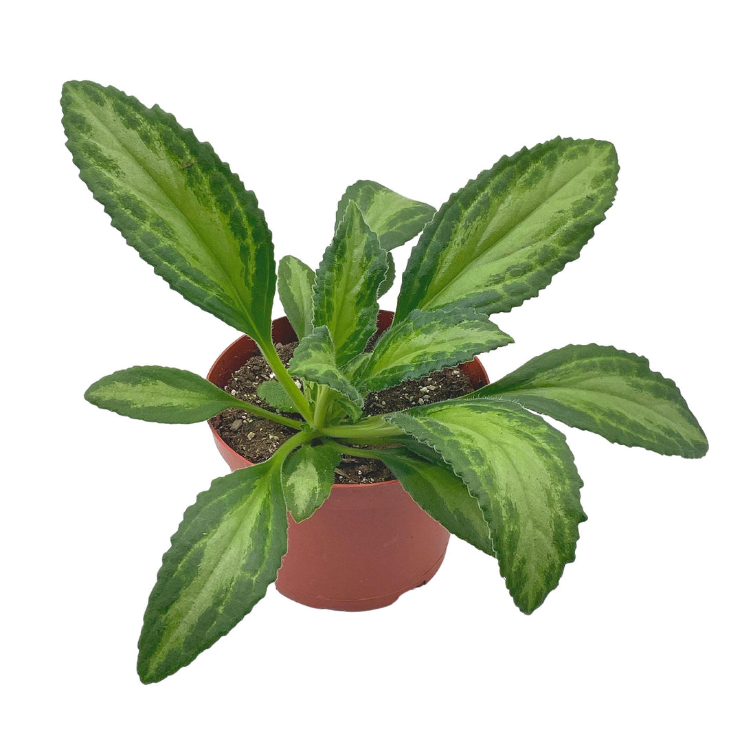 Destiny Gesneriad Primulina Dryas, 6 inch African Violet Chirita Plant