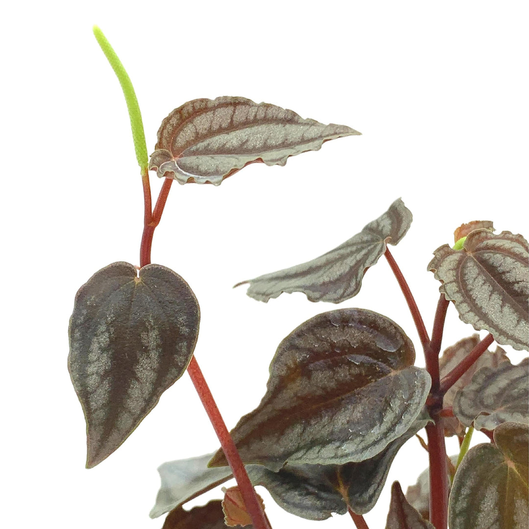 Peperomia Turboensis, 4 inch, Rare Dark Pep, Unique Homegrown Exclusive