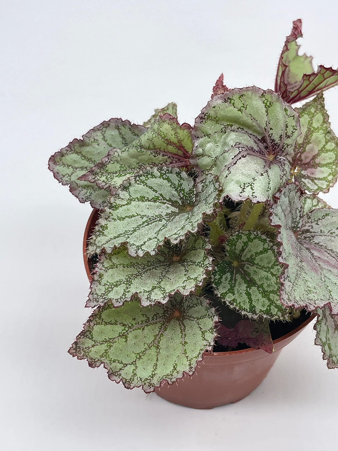 Peace Begonia Rex, 4 inch Painted-Leaf Winter Cold Begonia, Variegated