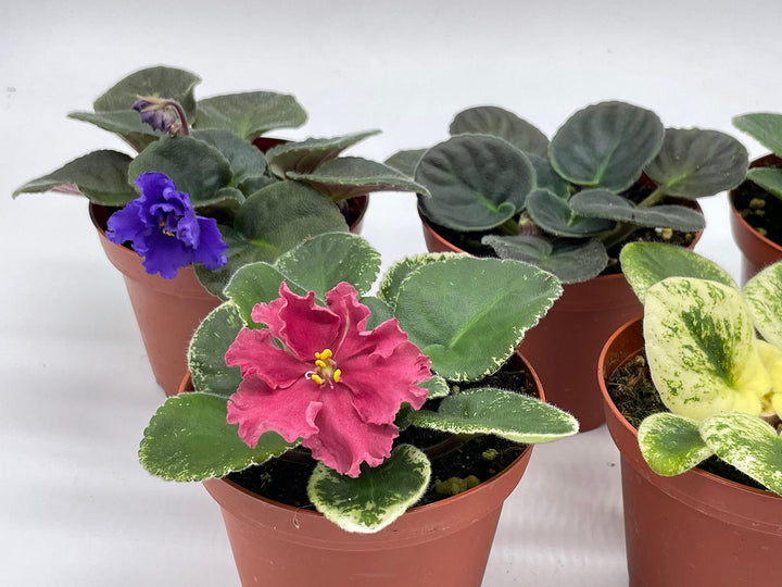 Harmony's African Violet Assortment Set, 4 inch pots 5 Different African Violets Gesneriad Plants, Saintpaulia Variety Assorted, Unique Homegrown Exclusive