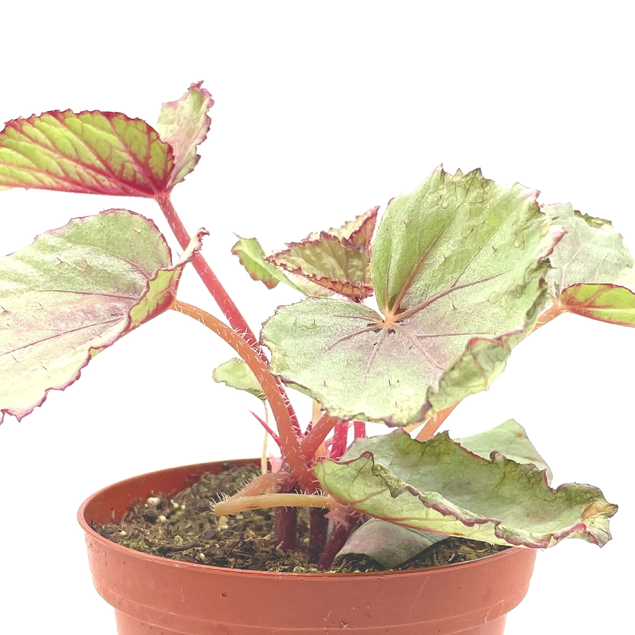 Harmony's Pink Satin Begonia Rex, 4 inch Painted-Leaf Winter Cold