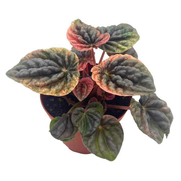 Peperomia Abricos, 4 inch, Rare Pep Caperata, Exotic House Plant