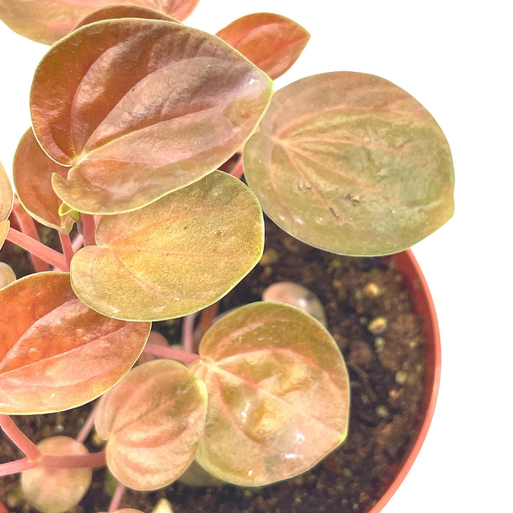 Harmony's Great Pumpkin, 4 inch Rare Orange Peperomia