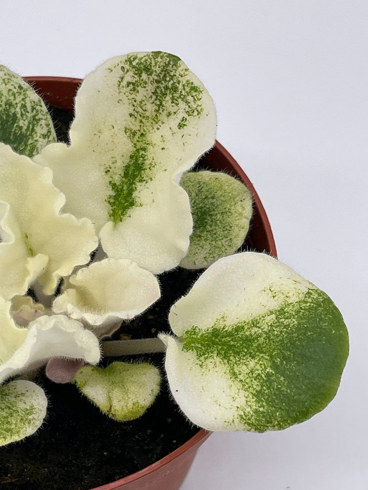 Harmony's Purple Passion Variegated African Violet Gesneriad, 4 inch Pot, White Leaves, Saintpaulia