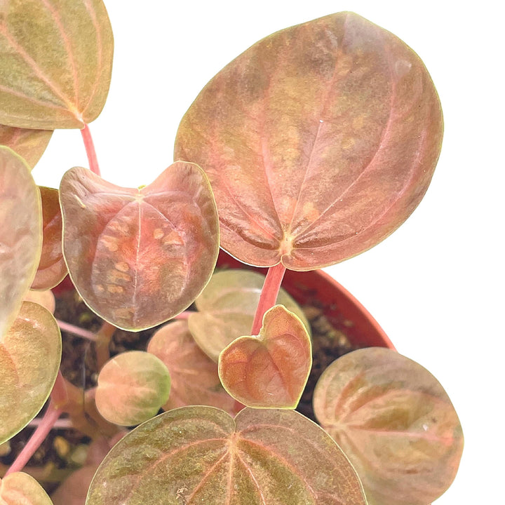 Harmony's Great Pumpkin, 4 inch Rare Orange Peperomia