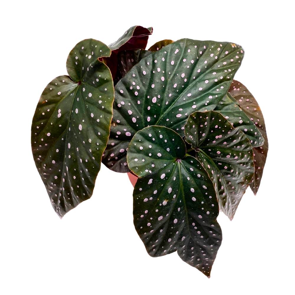 Harmony's Yin and Yang Angel Wing Hybrid Cane Begonia, 6 inch, Pink Polkadots Black Leaves