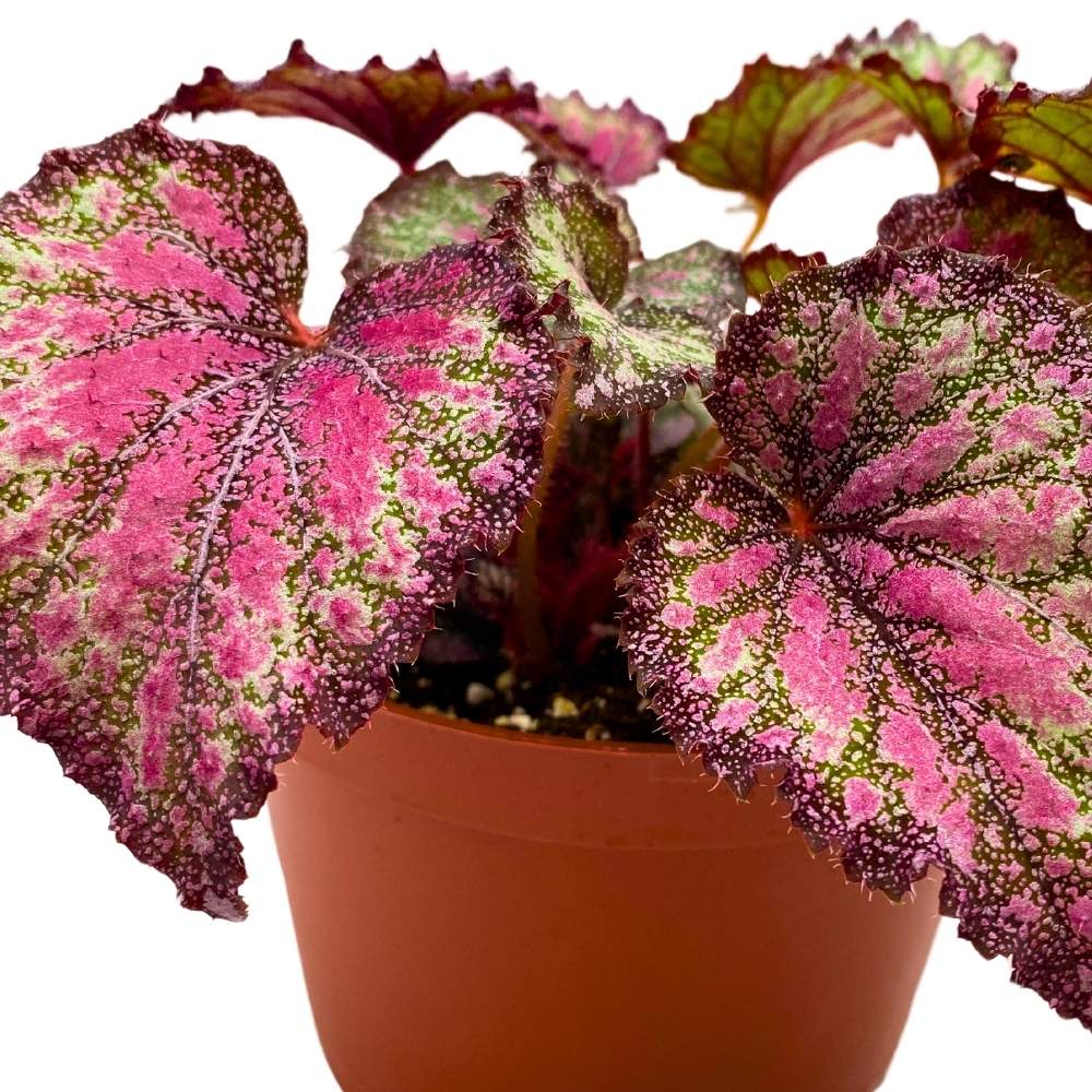 Harmony's Stained Glass 6 inch Begonia Rex Multicolored Splash