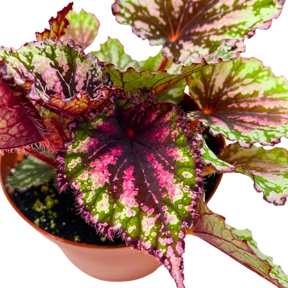 Lacey Closson Begonia Rex 6 inch Pink Green and White