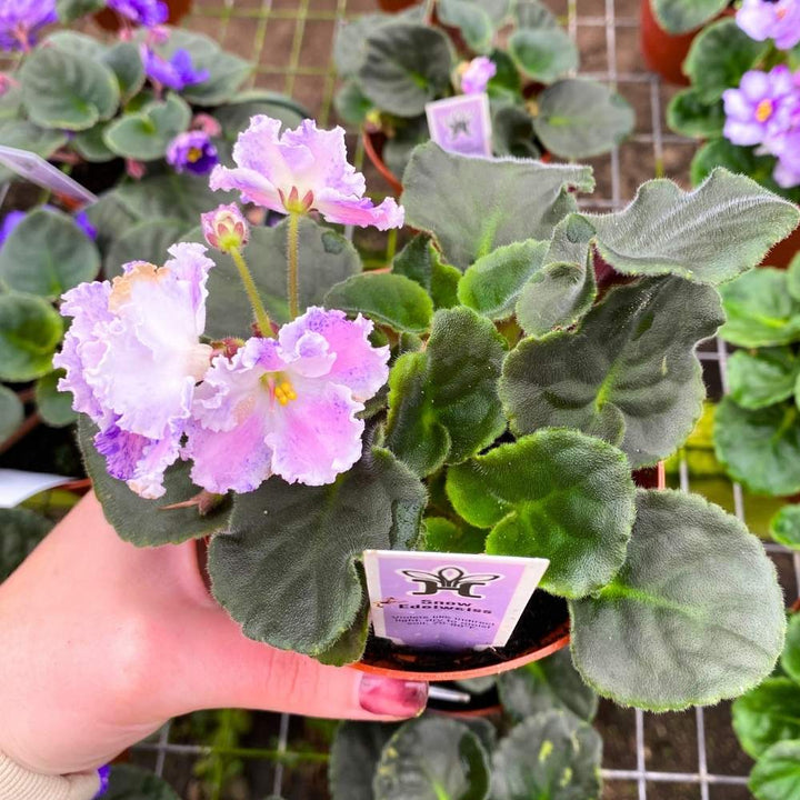 Snow Edelweiss African Violet, 4 inch, Gesneriad Light Pink Variegated Flower with Purple Flush