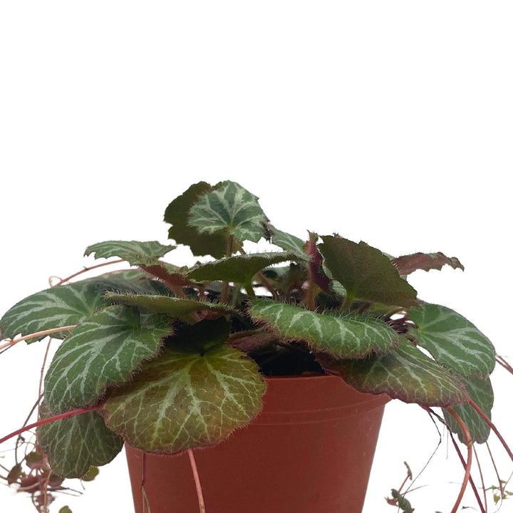 Strawberry Begonia, 4 inch, Saxifraga stolonifera, Legacy Heritage House Plant