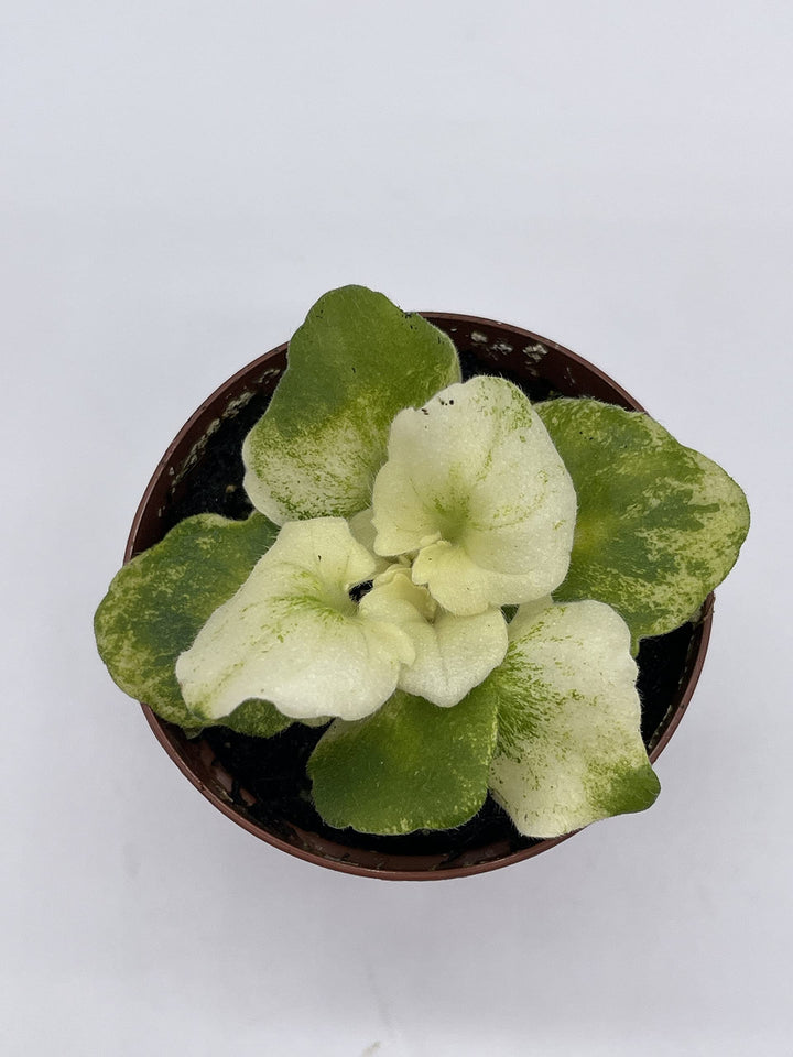 Variegated African Violet, 2 inch Pot, Biscayne Trail, Unique Gesneriad Homegrown Exclusive Plants