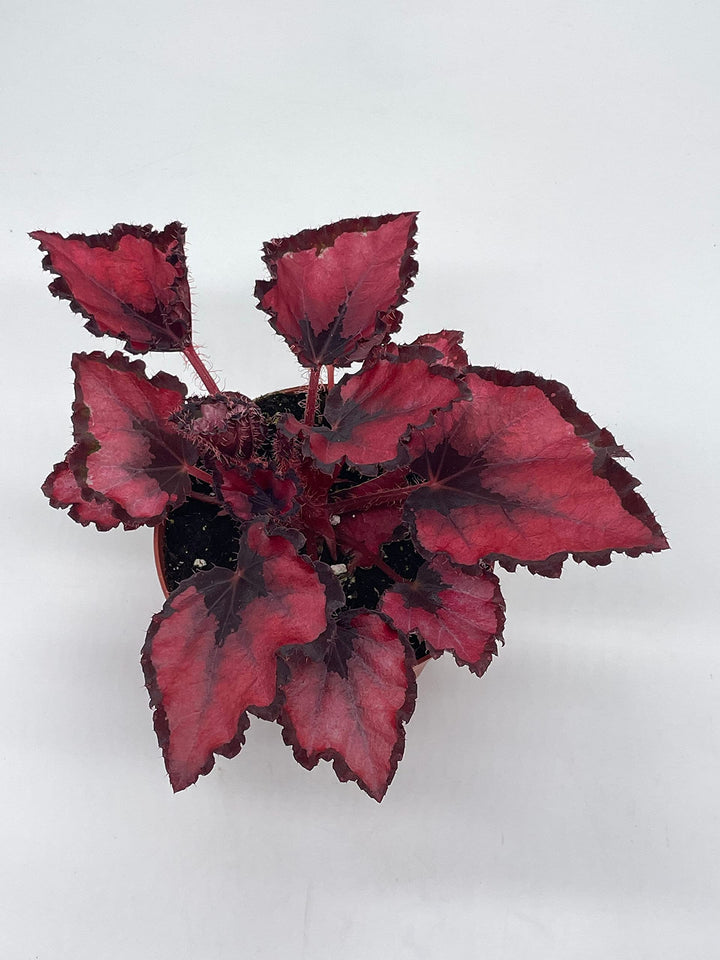 Harmony's Red Robin, Begonia Rex, Dark 4 inch Painted-Leaf Begonia, Variegated