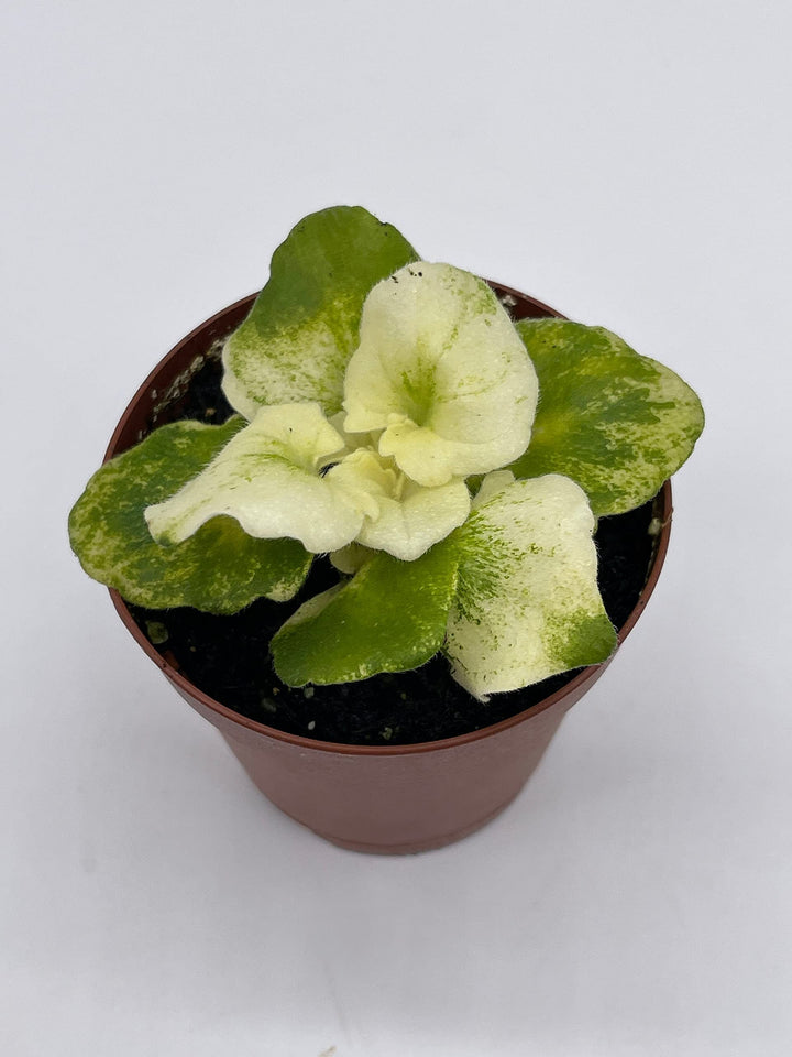 Variegated African Violet, 2 inch Pot, Biscayne Trail, Unique Gesneriad Homegrown Exclusive Plants