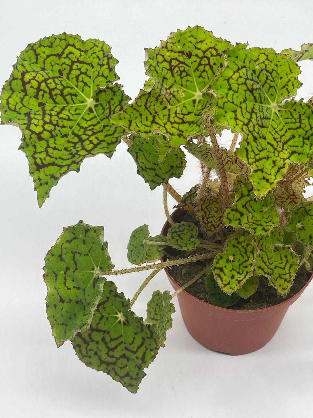 Deco Checks, Green Rhizomatous Begonia Rhizo, 4 inch Painted-Leaf Bego