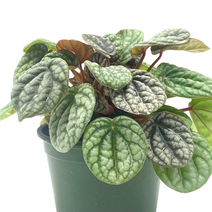 indoor radiator plant Peperomia Burbella, 4 inch, Rare Caperata Pep, Radiator Plant, Indoor – Harmony Foliage