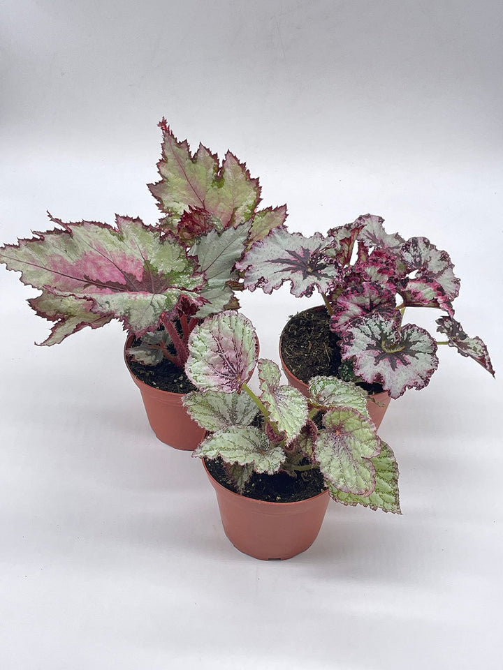 Harmony's Begonia Rex Assortment, Cold Pastel Winter, 4 inch, Set of 3, Painted-Leaf Begonia, Variegated