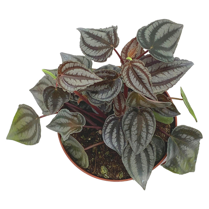 Peperomia Turboensis, 4 inch, Rare Dark Pep, Unique Homegrown Exclusive