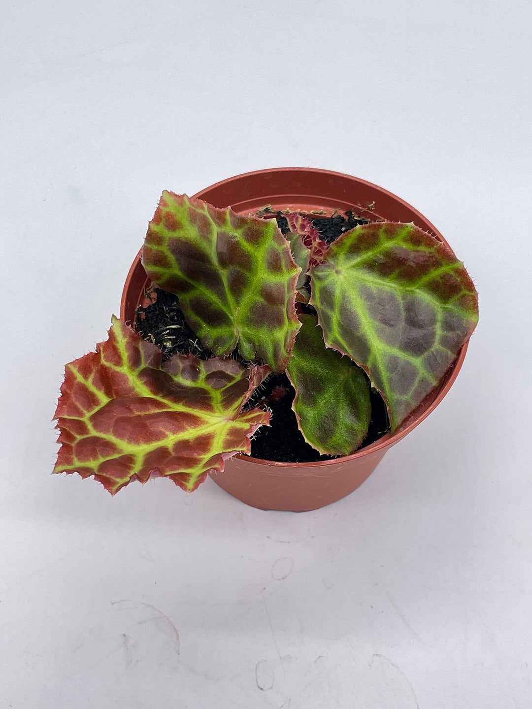 Begonia rajah, 4 inch Pot, Extremely Rare Homegrown Exclusive