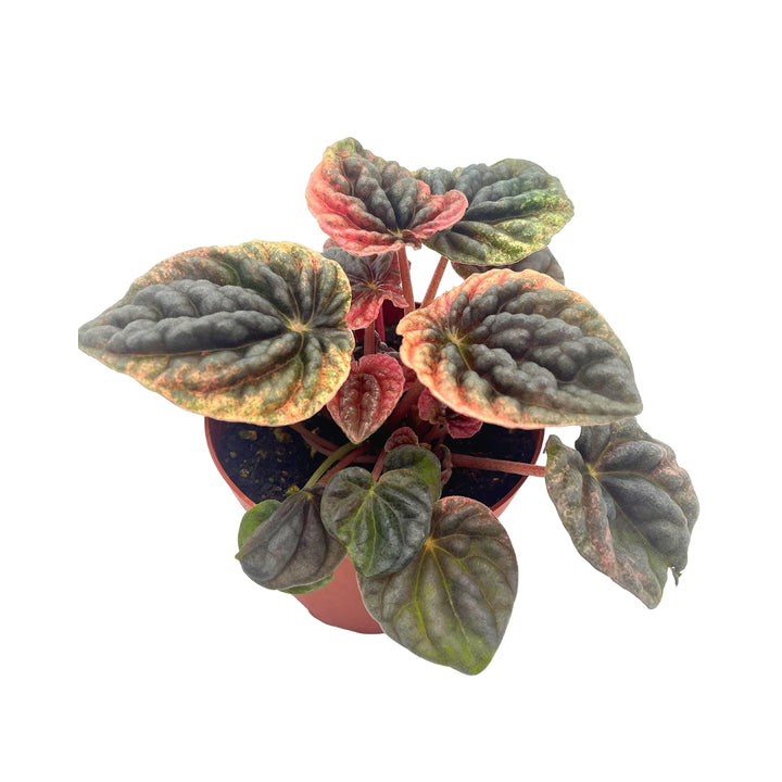 Peperomia Abricos, 4 inch, Rare Pep Caperata, Exotic House Plant