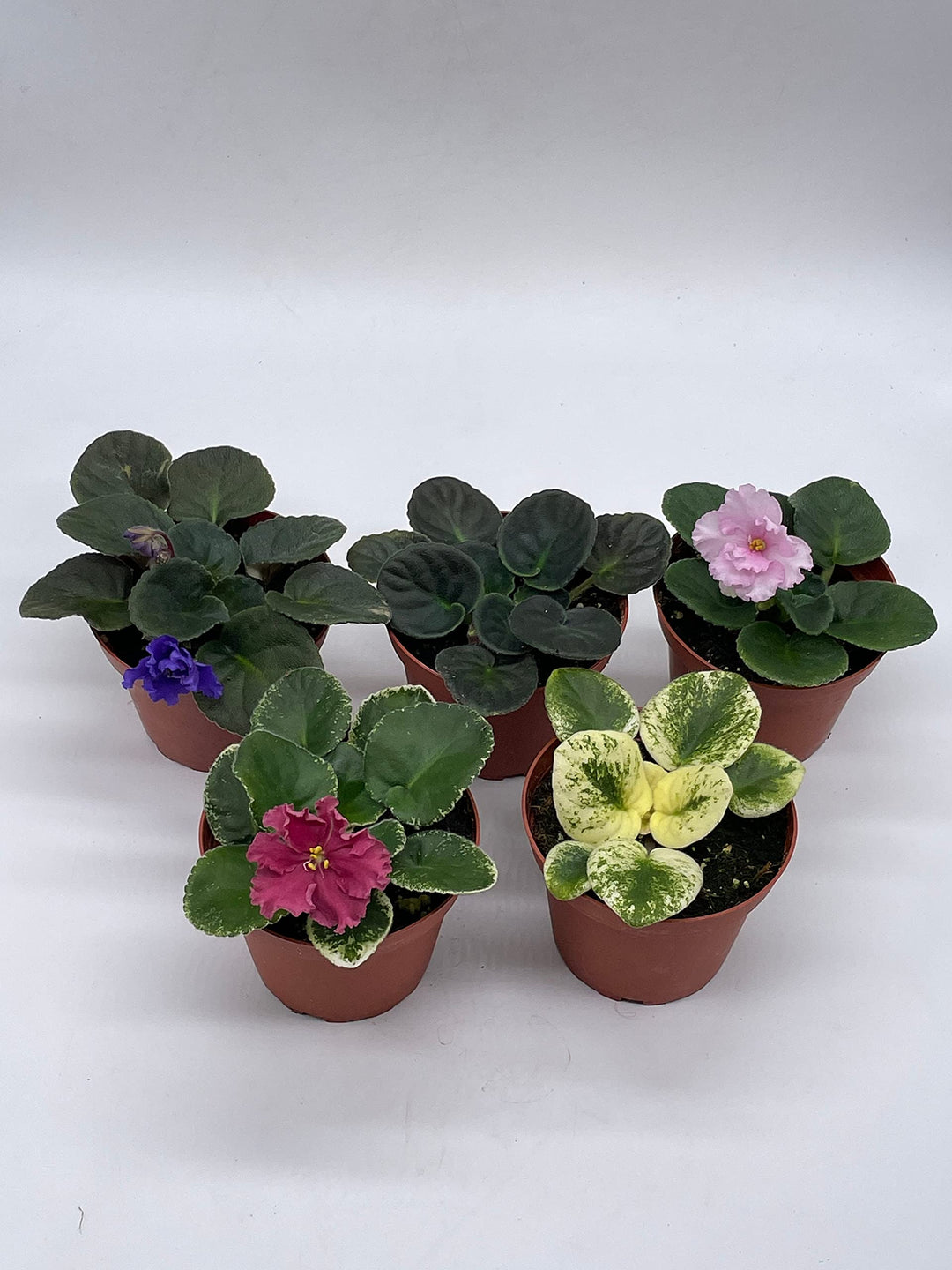 Harmony's African Violet Assortment Set, 4 inch pots 5 Different African Violets Gesneriad Plants, Saintpaulia Variety Assorted, Unique Homegrown Exclusive