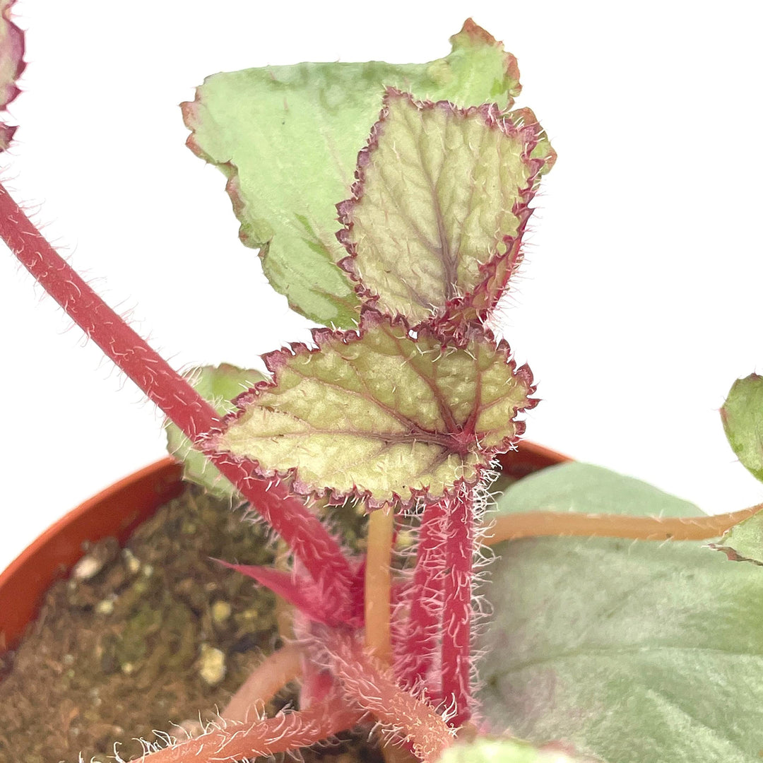 Harmony's Pink Satin Begonia Rex, 4 inch Painted-Leaf Winter Cold Begonia, Variegated