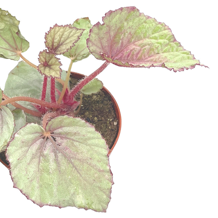 Harmony's Pink Satin Begonia Rex, 4 inch Painted-Leaf Winter Cold Begonia, Variegated