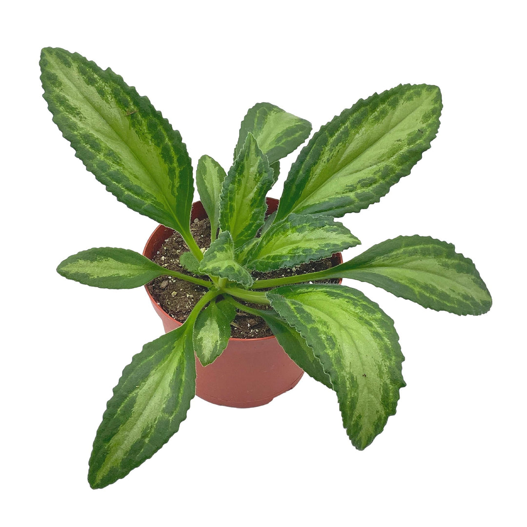 Destiny Gesneriad Primulina Dryas, 6 inch African Violet Chirita Plant