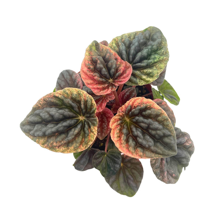 Peperomia Abricos, 4 inch, Rare Pep Caperata, Exotic House Plant