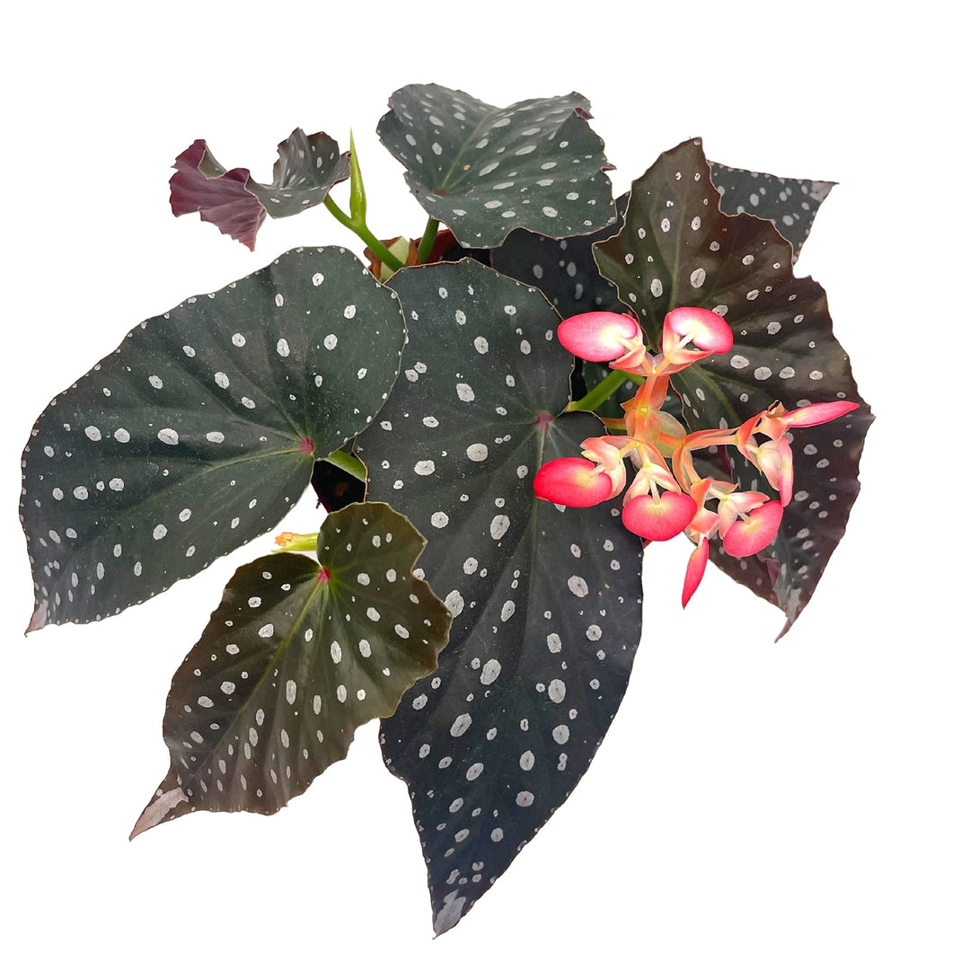 Harmony's Serenity, Exclusive Hybrid, Angel Wings Polka dot Begonia Rex, 6 inch, Very Rare Homegrown Unique Variegated Begonia