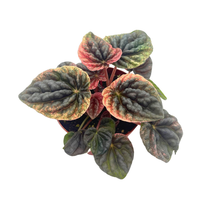 Peperomia Abricos, 4 inch, Rare Pep Caperata, Exotic House Plant