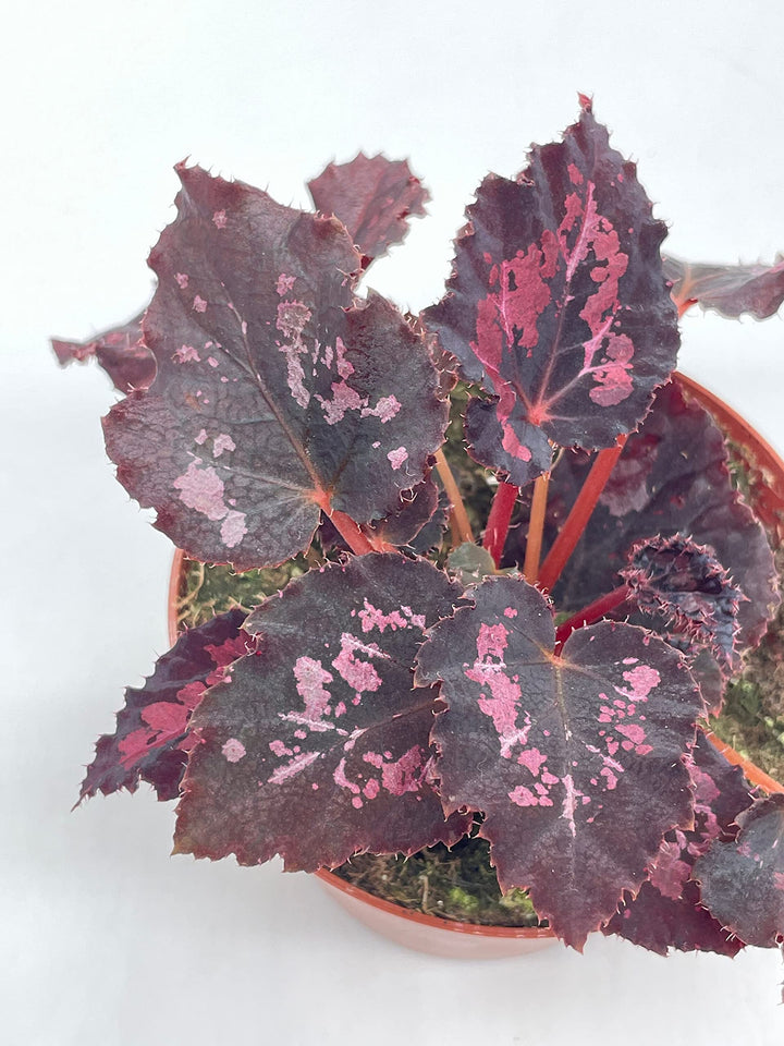 Harmony’s Black Heart, Begonia Rex, 4 inch, Painted-Leaf Begonia, Unique Homegrown Exclusive