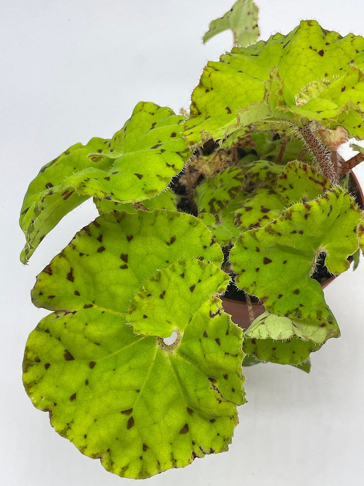 Harmony's Ray Glow, Green Begonia Rex, 4 inch Painted-Leaf Begonia, Variegated