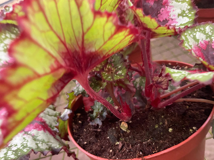 Harmony's Heart and Soul, in a 6 inch Pot, Begonia rex