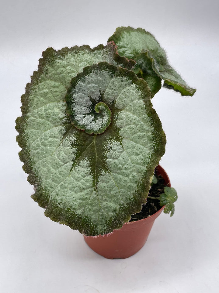 Begonia Escargot, Painted-Leaf Begonia, 4 inch, Escargot Variegation