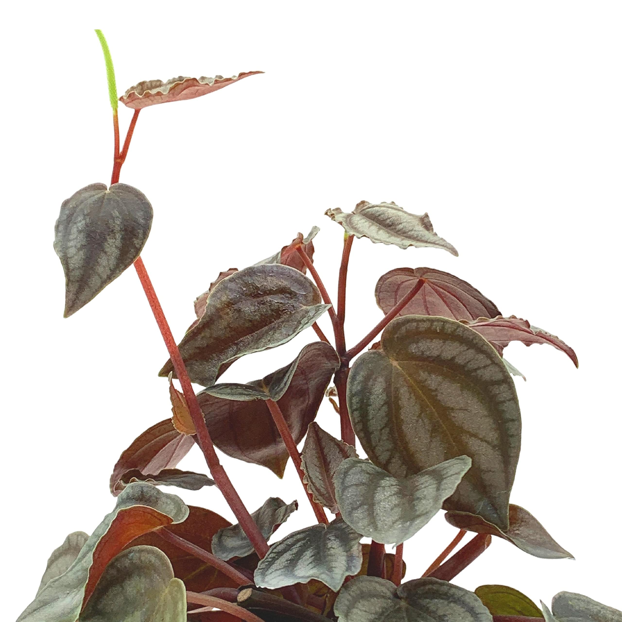 Harmony Foliage Peperomia Turboensis