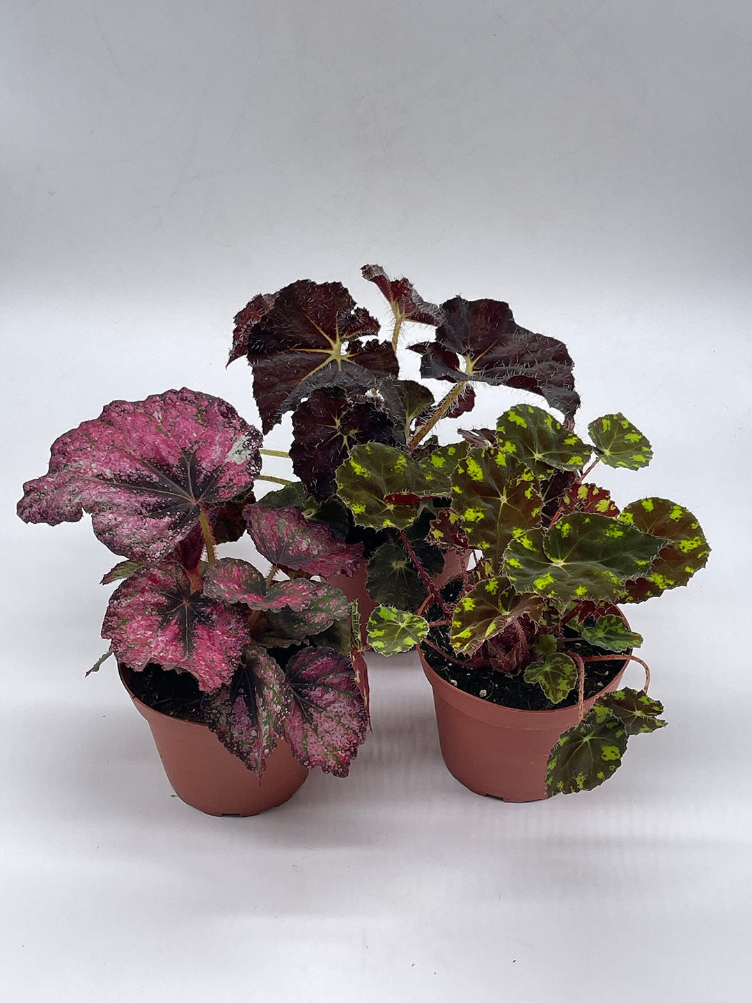 Harmony's Begonia Rex Assortment, Warm Colorful Summer, 4 inch, Set of 3, Painted-Leaf Begonia, Variegated