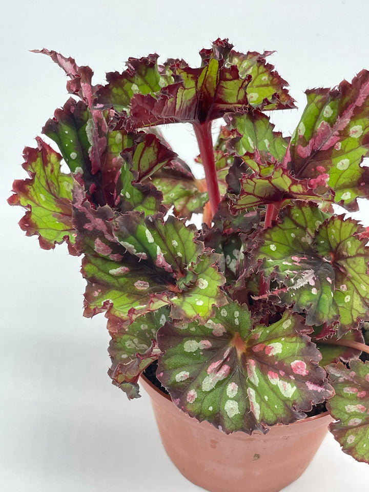 Harmony's Tongue Twister Holographic Begonia Rex, 4 inch Painted-Leaf Begonia, Variegated