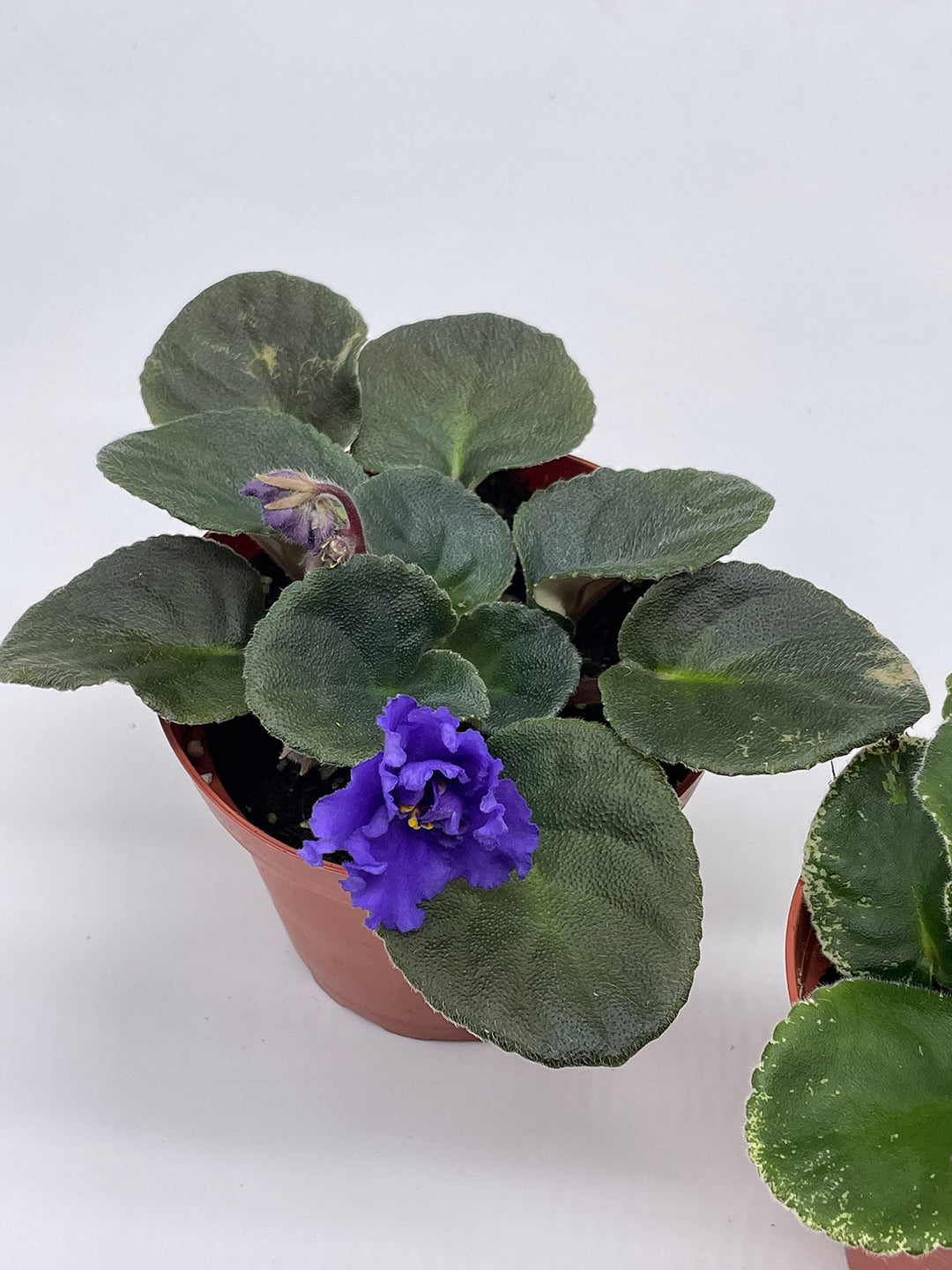 Harmony's African Violet Assortment Set, 4 inch pots 3 Different African Violets Gesneriad Plants, Saintpaulia Variety Assorted, Unique Homegrown Exclusive