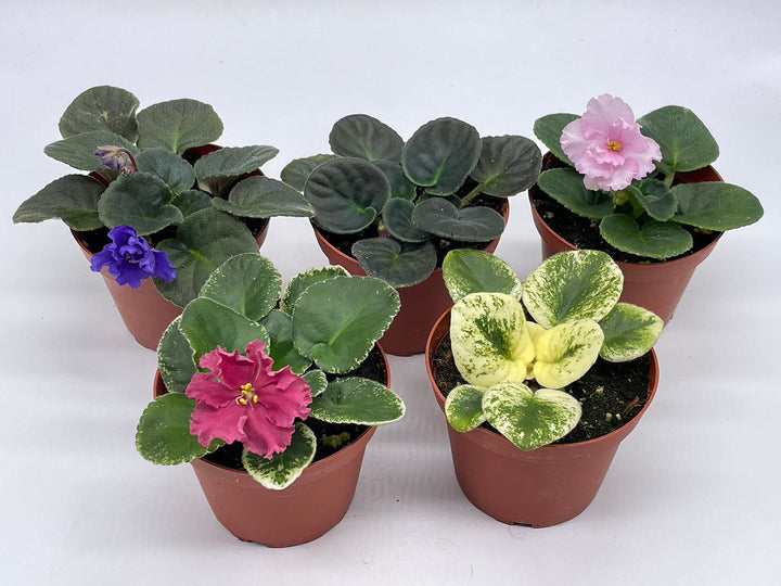 Harmony's African Violet Assortment Set, 4 inch pots 5 Different African Violets Gesneriad Plants, Saintpaulia Variety Assorted, Unique Homegrown Exclusive