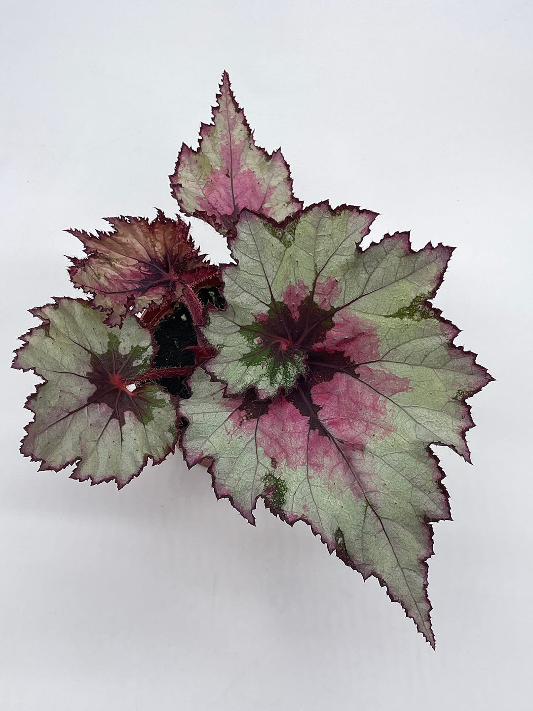 Harmony's Ghost Whisperer, Begonia Rex, 4 inch Painted-Leaf Winter Begonia, Variegated