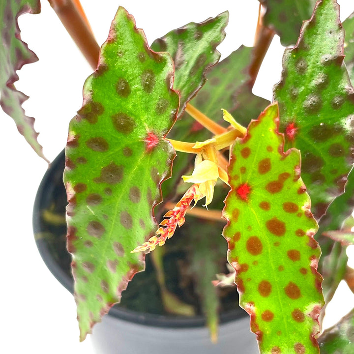 Begonia Amphioxus Sands, Red Butterfly, 4 inch Red Dot Begonia Rex Rare Unique Homegrown Exclusive