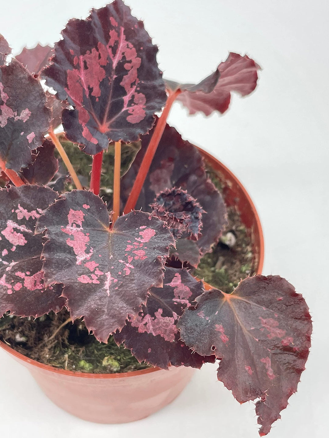 Harmony’s Black Heart, Begonia Rex, 4 inch, Painted-Leaf Begonia, Unique Homegrown Exclusive