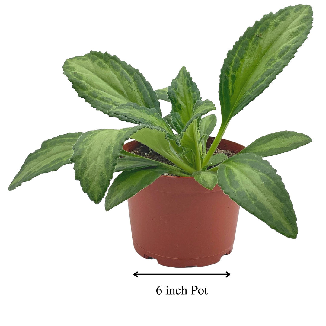 Destiny Gesneriad Primulina Dryas, 6 inch African Violet Chirita Plant